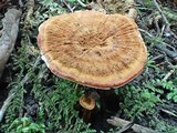 Coltricia cinnamomea image