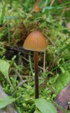 Galerina hypnorum image