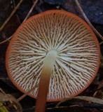 Marasmius elegans image