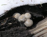 Mycena overholtsii image