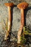 Laccaria longipes image