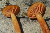 Laccaria longipes image