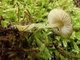 Pluteus romellii image