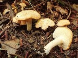 Hydnum oregonense image