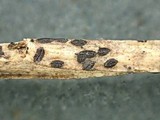 Lophodermium melaleucum image