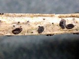 Lophodermium melaleucum image