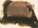 Lophodermium melaleucum image