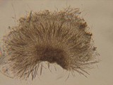 Lophodermium melaleucum image