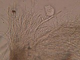 Lophodermium melaleucum image