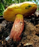 Suillellus floridanus image