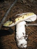 Amanita vernicoccora image