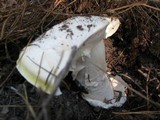 Amanita vernicoccora image