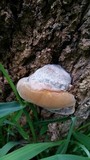 Phellinus igniarius image