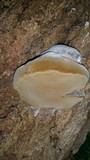 Phellinus igniarius image