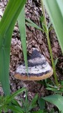 Phellinus igniarius image