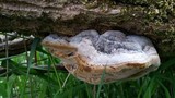 Phellinus igniarius image