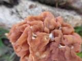 Discina caroliniana image