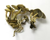 Mycena overholtsii image