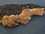 Pirex concentricus image