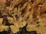Pirex concentricus image