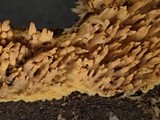 Pirex concentricus image