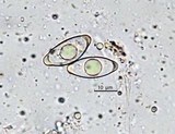 Gyromitra korfii image