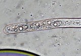 Gyromitra korfii image