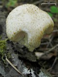 Pluteus petasatus image