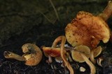 Gymnopilus lepidotus image