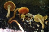 Gymnopilus lepidotus image