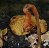 Gymnopilus lepidotus image