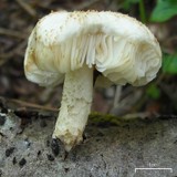 Pluteus petasatus image