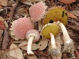 Boletellus ananas image