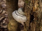Fomes excavatus image