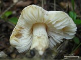 Pluteus petasatus image