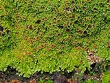 Anaptychia palmulata image