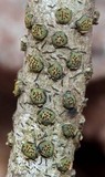 Diatrype virescens image