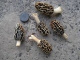Morchella diminutiva image