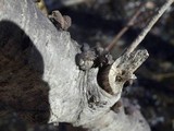 Daldinia petriniae image