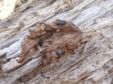Rhytisma americanum image
