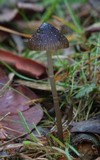 Mycena nargan image
