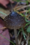 Mycena nargan image