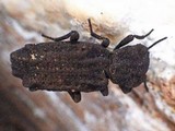 Cinereomyces lindbladii image