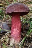 Boletus barragensis image