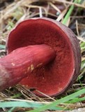 Boletus barragensis image