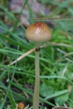 Protostropharia semiglobata image