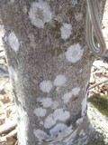 Lecanora thysanophora image
