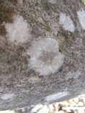 Lecanora thysanophora image