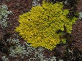 Xanthoria weberi image