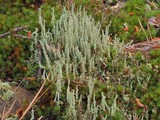 Cladonia squamosa image